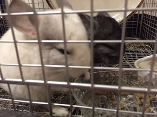 f:id:chinchillarhythm:20161103215440j:plain f:id:chinchillarhythm:20161103215440j:plain