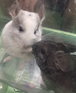 f:id:chinchillarhythm:20161103215517j:plain