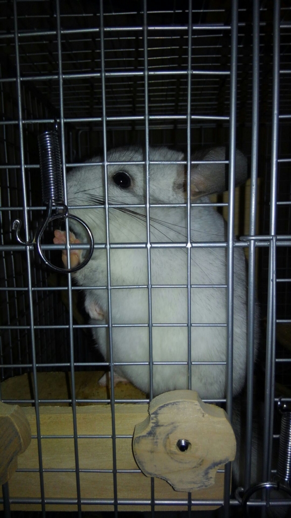 f:id:chinchillarhythm:20161217171007j:plain f:id:chinchillarhythm:20161217171007j:plain