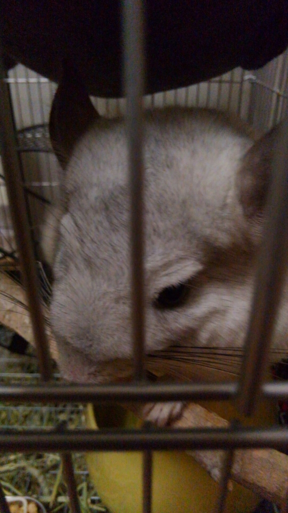 f:id:chinchillarhythm:20170328035204j:plain f:id:chinchillarhythm:20170328035204j:plain