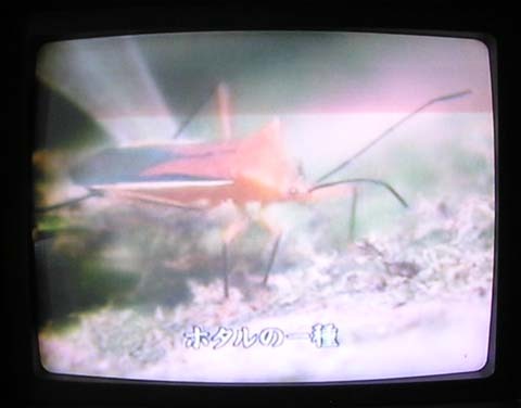 f:id:chinjuh:20070710153017j:image