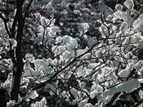 f:id:chinjuh:20120125014658j:image