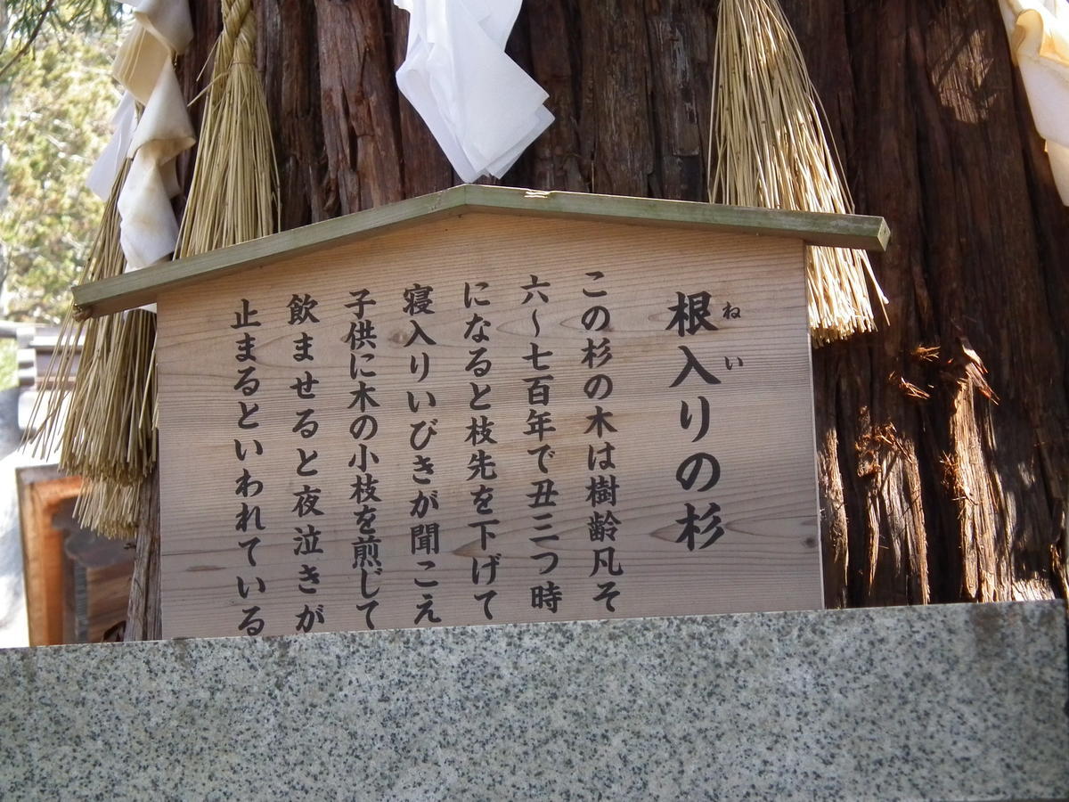 f:id:chinjuh:20160320101757j:plain 寝入りの杉について説明する看板