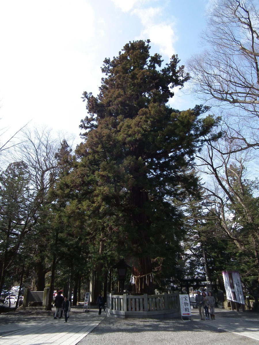 f:id:chinjuh:20160320102529j:plain 寝入りの杉(諏訪大社下社にて)
