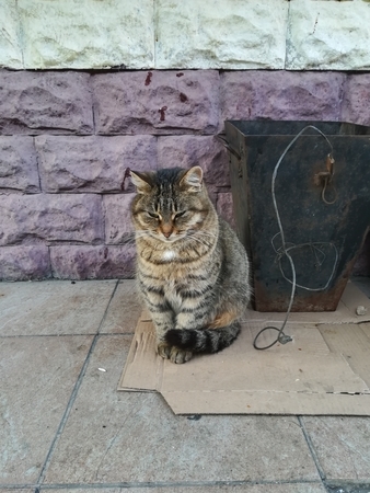f:id:chinkara-hoi:20191212054446j:plain f:id:chinkara-hoi:20191212054446j:plain