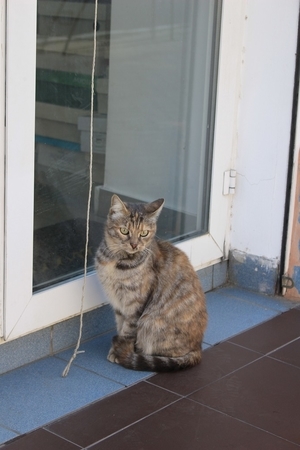 f:id:chinkara-hoi:20191212060846j:plain f:id:chinkara-hoi:20191212060846j:plain
