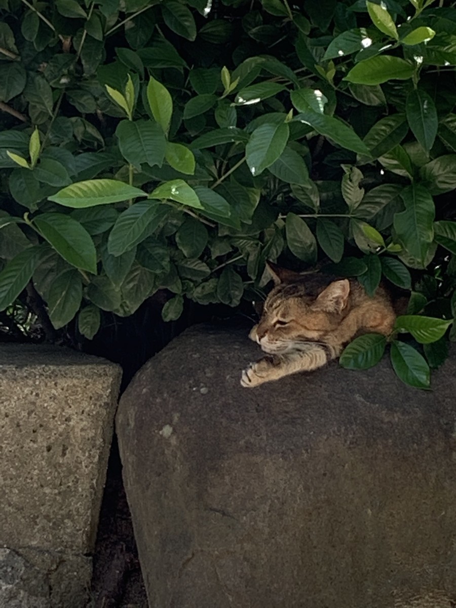 f:id:chinkido:20190903104634j:plain f:id:chinkido:20190903104634j:plain