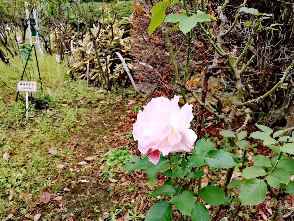 f:id:chinohirose:20220201235357j:plain