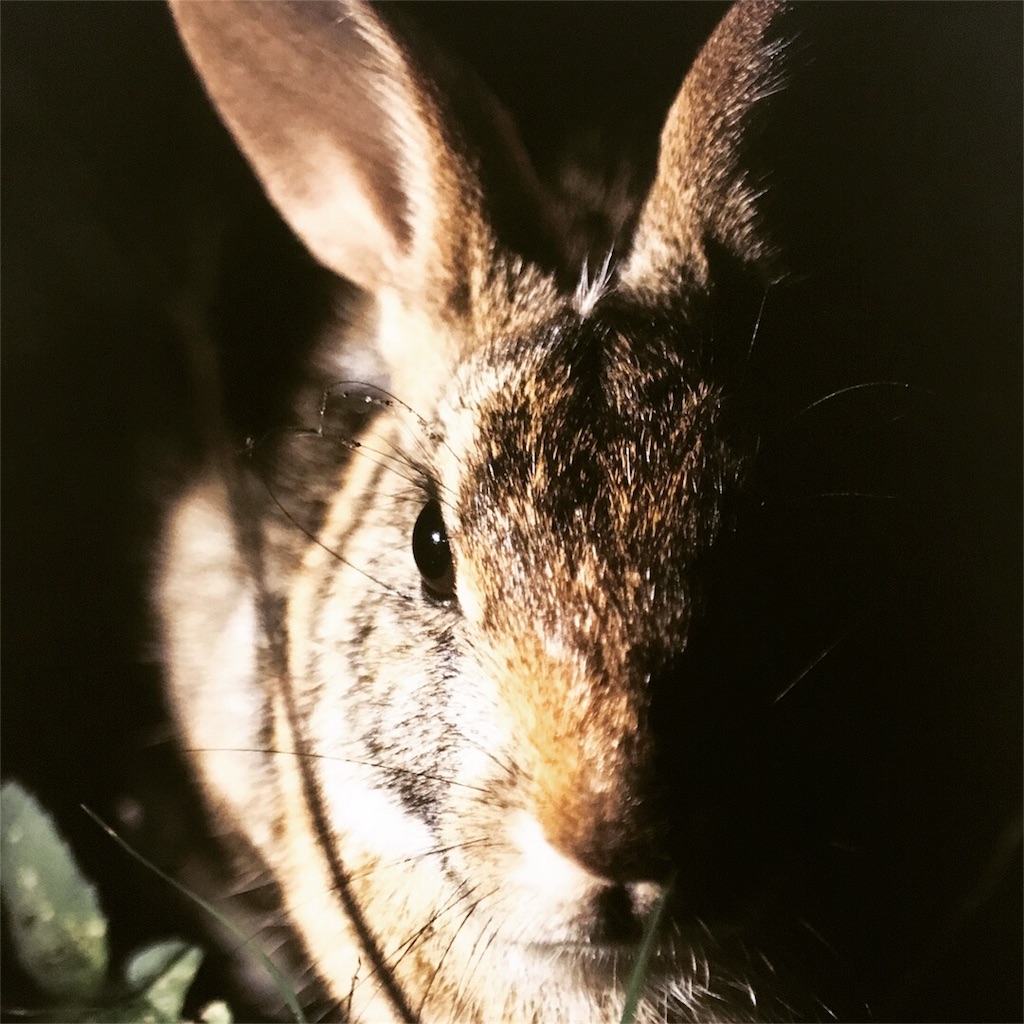 f:id:chinomia1204:20171008104653j:image f:id:chinomia1204:20171008104653j:image