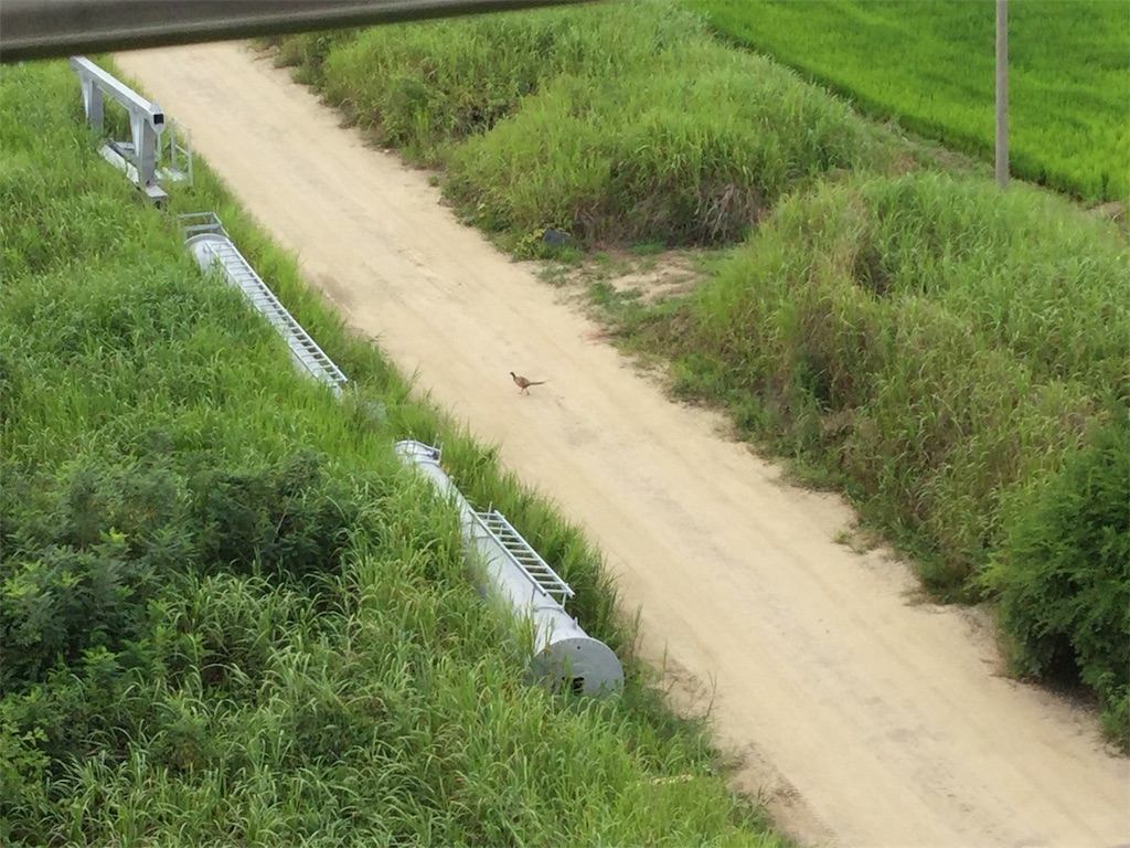 f:id:chinpokosamurai:20190726002618j:image f:id:chinpokosamurai:20190726002618j:image