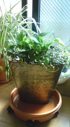 アイビー寄せ植え ベランダ菜園など