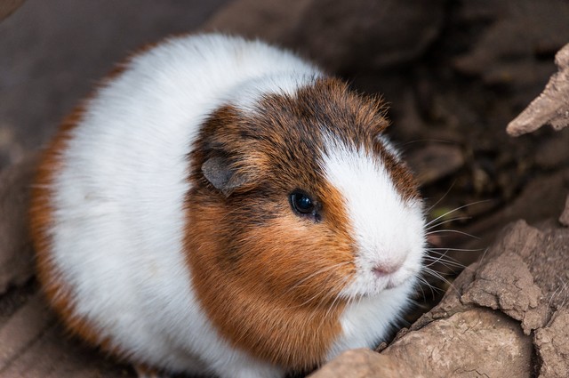 f:id:chip39:20190507124116j:plain f:id:chip39:20190507124116j:plain