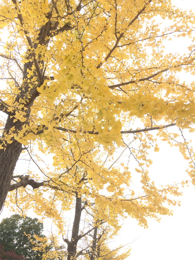 昭和記念公園　イチョウの葉