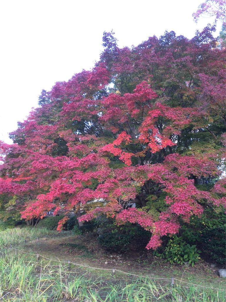 昭和記念公園　モミジ