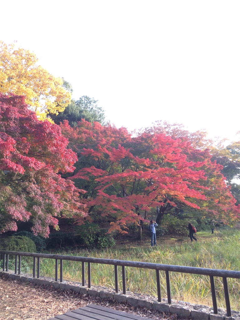 昭和記念公園　モミジ２