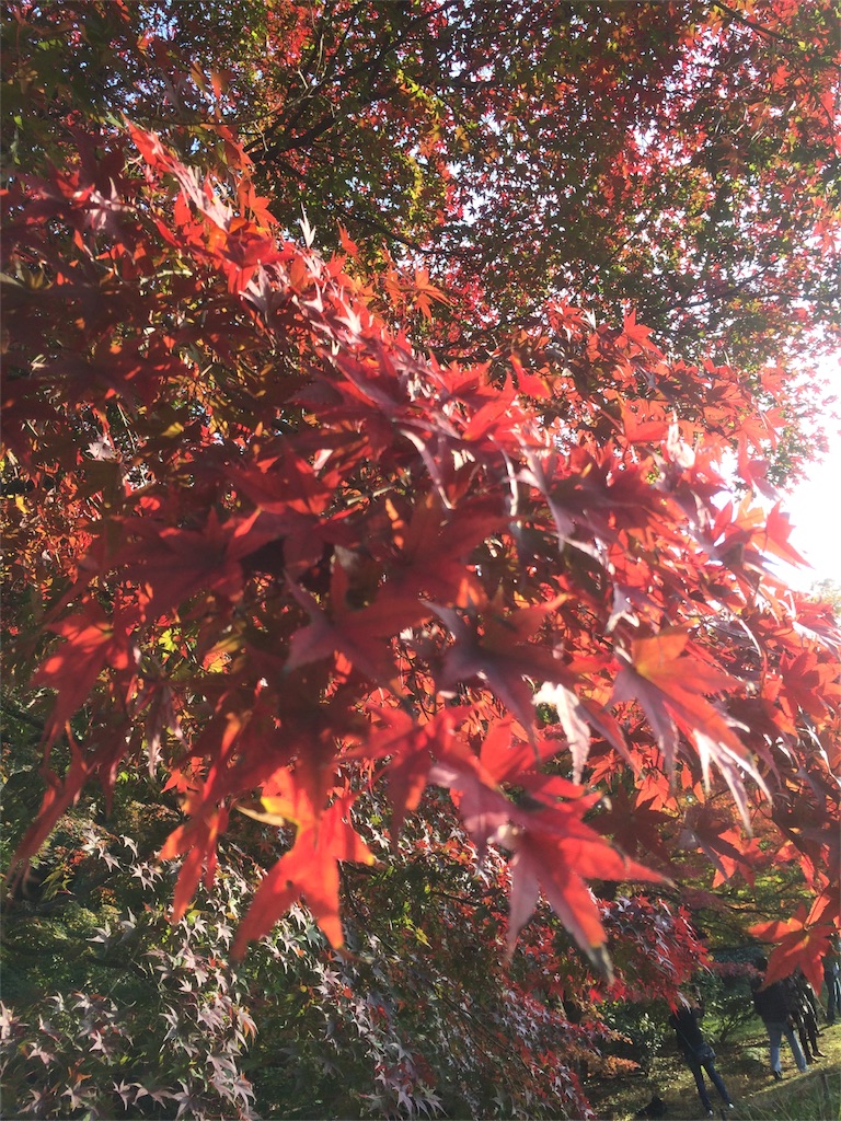 昭和記念公園　モミジ　アップ