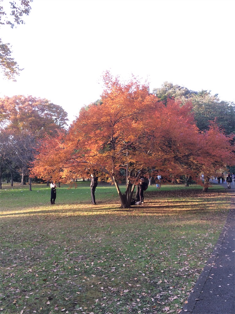 昭和記念公園　紅葉