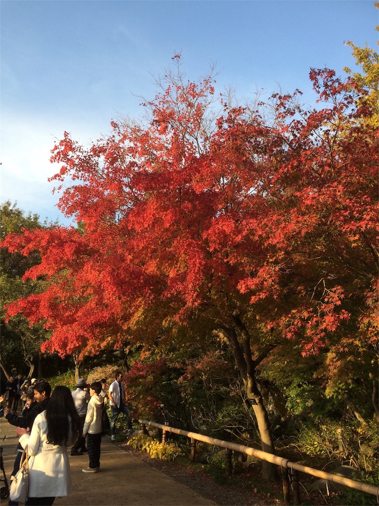 昭和記念公園　日本庭園　もみじ