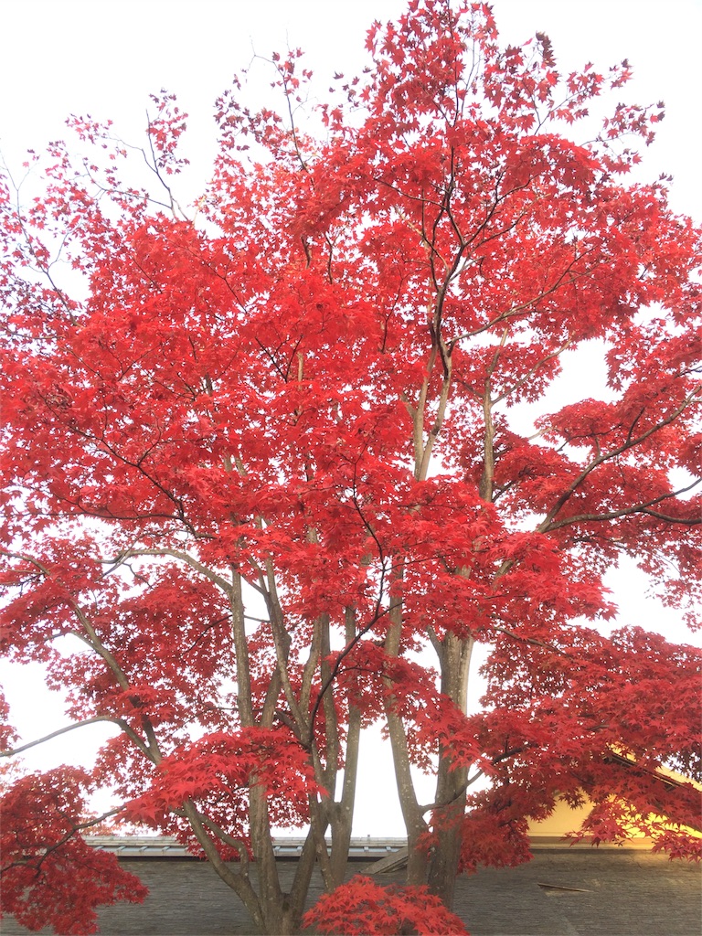 昭和記念公園　もみじ