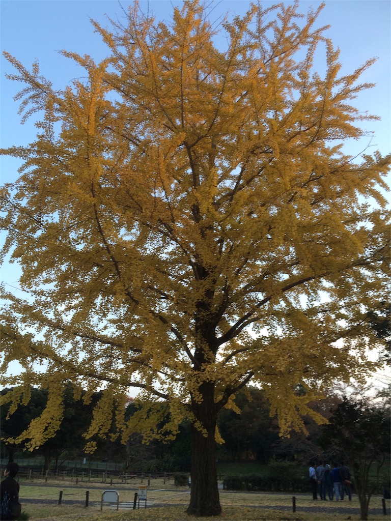 昭和記念公園　紅葉２