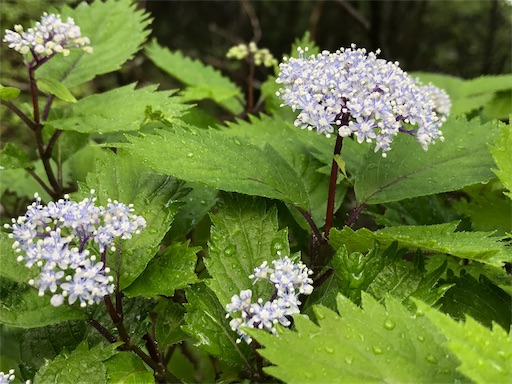 f:id:chipaca21:20190626213145j:image f:id:chipaca21:20190626213145j:image