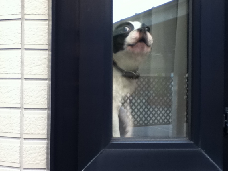 f:id:chipapa3:20110427165728j:image:w360:left