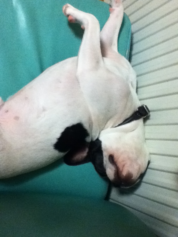 f:id:chipapa3:20110908203139j:image:w360:left