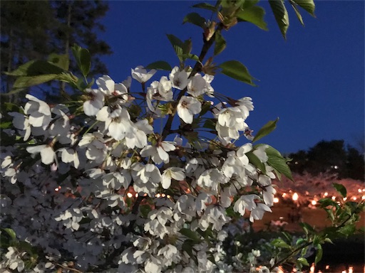 f:id:chipapa3:20190511102225j:image