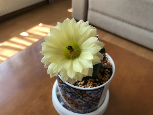 f:id:chipapa3:20190521164035j:image