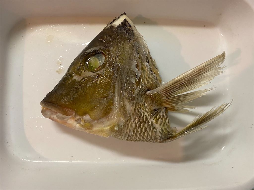 魚 歯 標本 自由研究 Www Vetrepro Fr