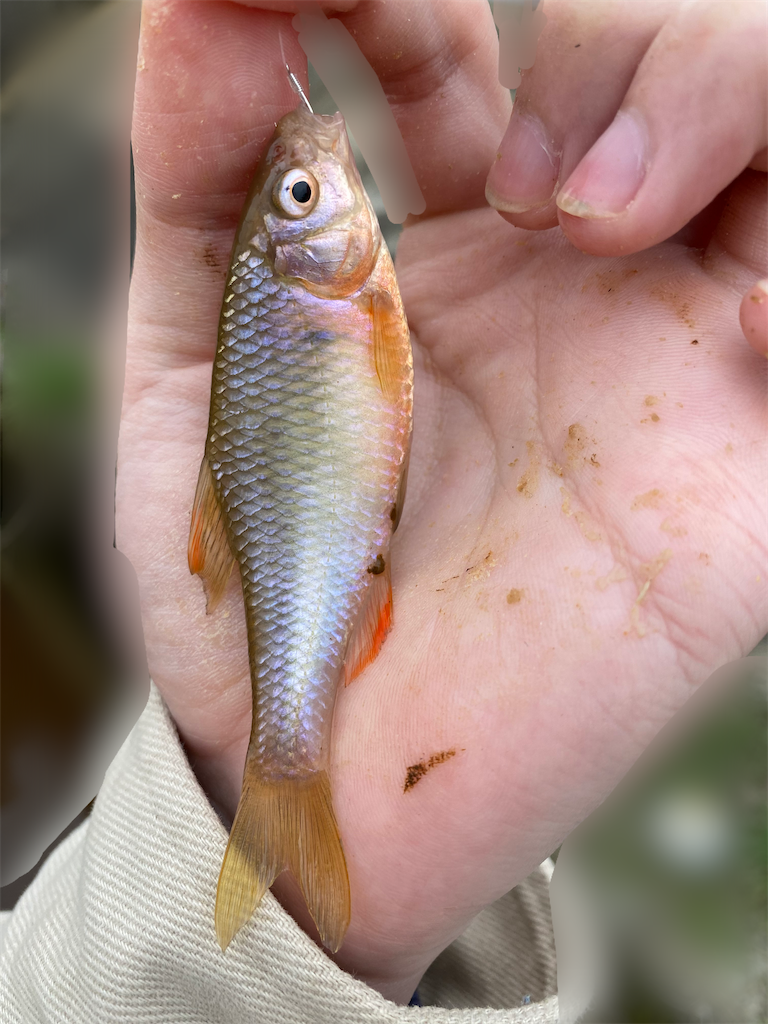 f:id:chipfish:20210330182619p:image