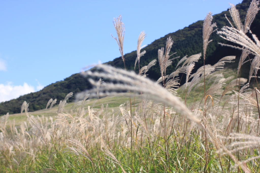 箱根の仙石原がススキでとても綺麗だった Rin Chanblogの日記