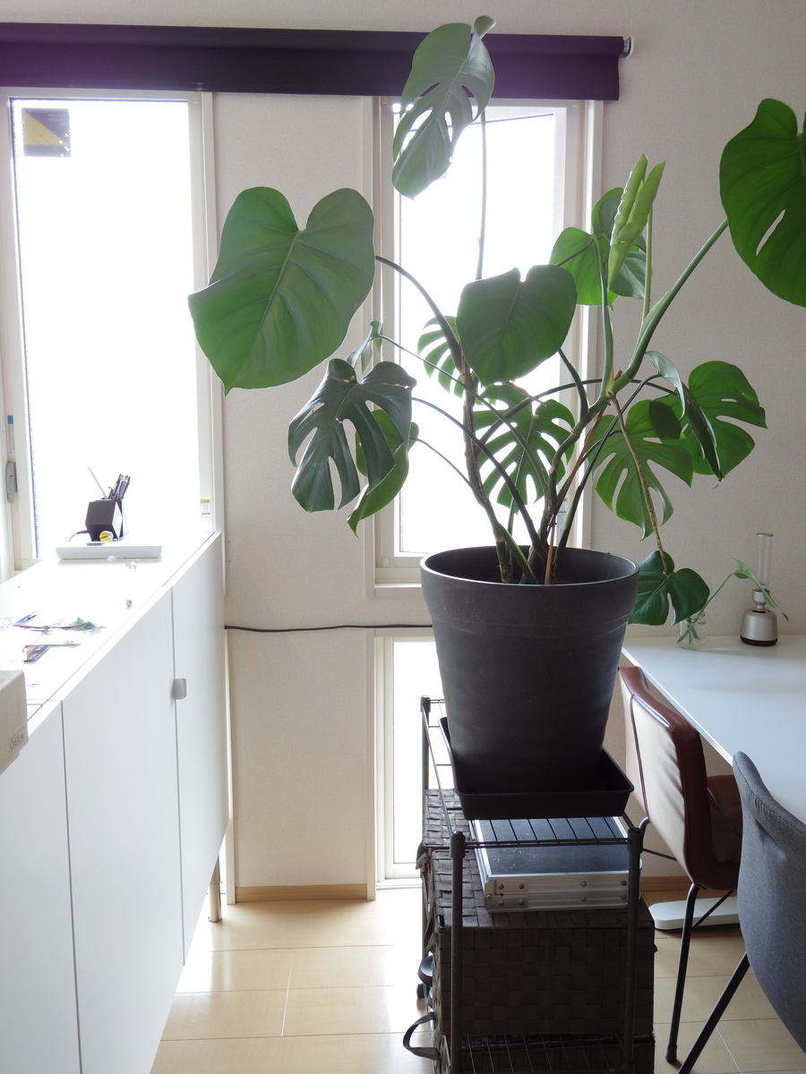 f:id:chipi_318:20211214233129j:plain