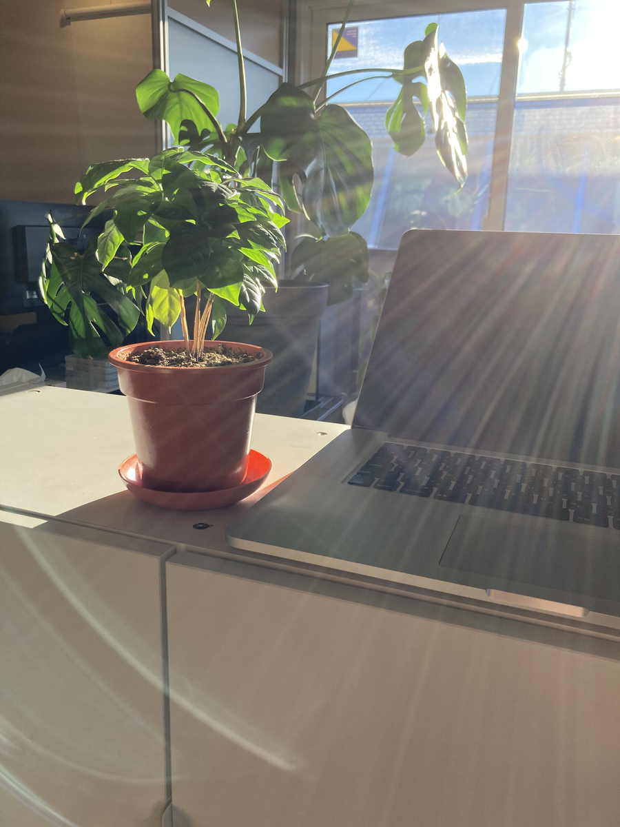 f:id:chipi_318:20211214235026j:plain