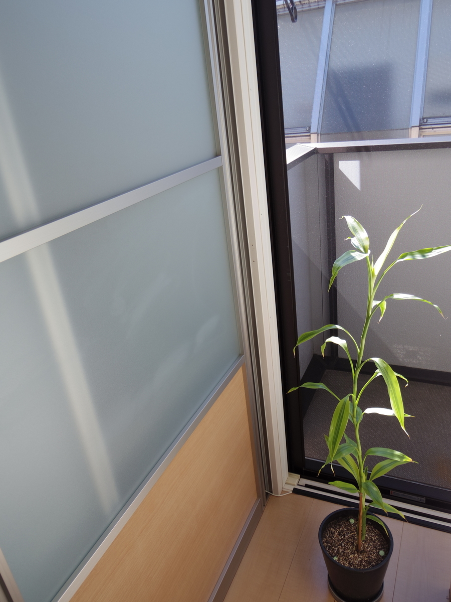 f:id:chipi_318:20211215000000j:plain