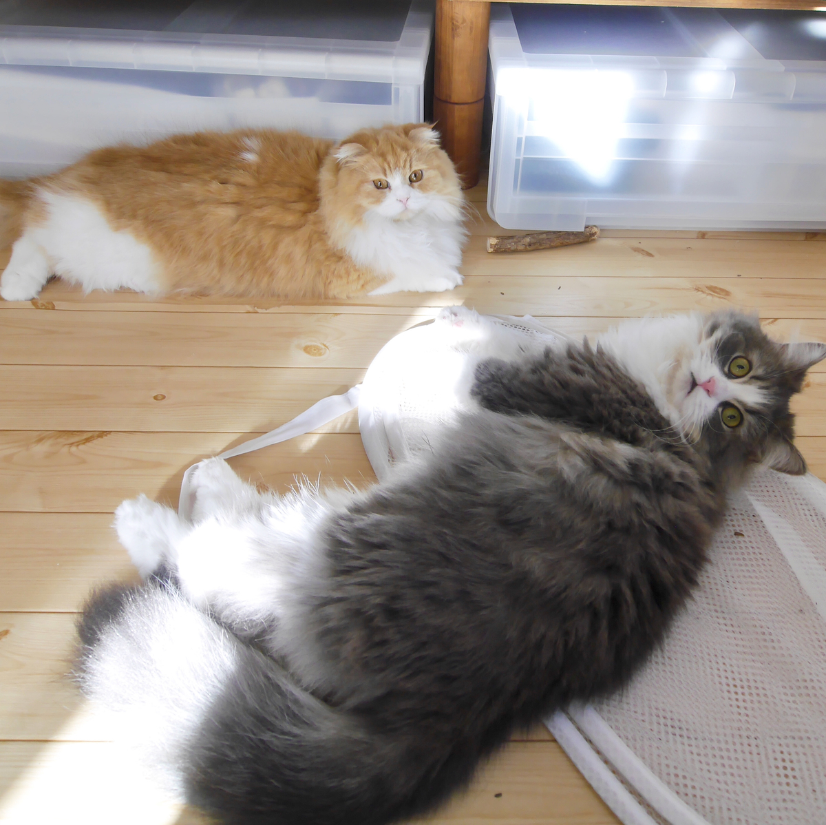 f:id:chipienala:20200416161729j:plain