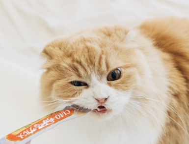 f:id:chipienala:20200417183740j:plain