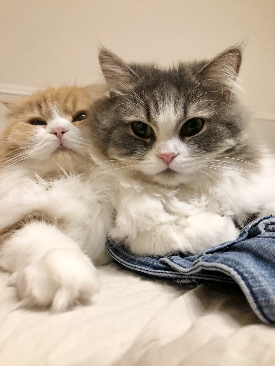 f:id:chipienala:20200423134834j:plain