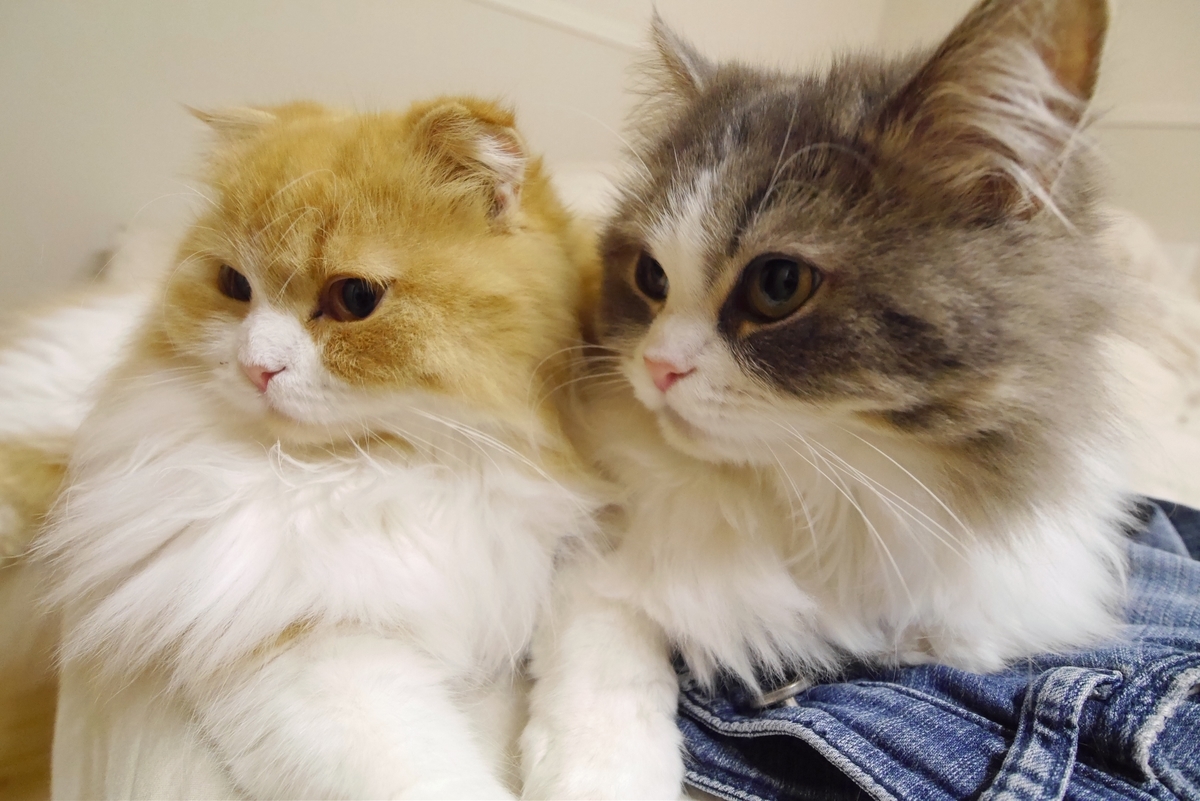 f:id:chipienala:20200423134935j:plain