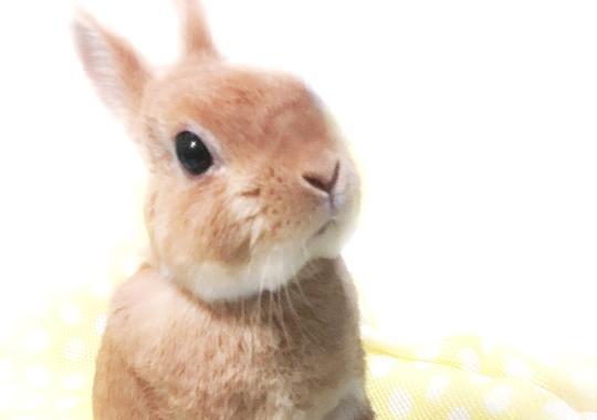 f:id:chipmunksmau:20180630143350j:plain
