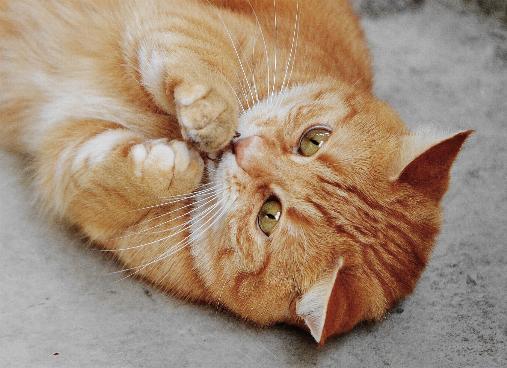 f:id:chipmunksmau:20180914160350j:plain f:id:chipmunksmau:20180914160350j:plain