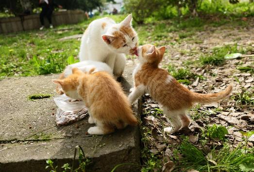 f:id:chipmunksmau:20180928151710j:plain