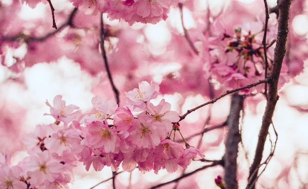 f:id:chipmunksmau:20190321130203j:plain