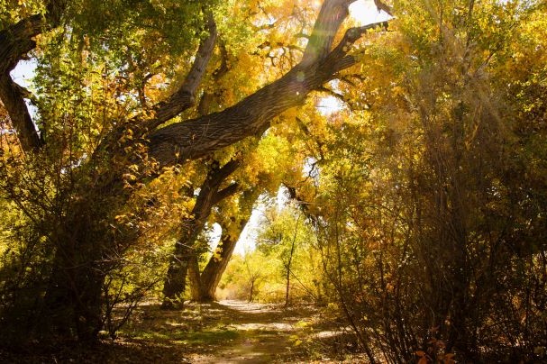 f:id:chipmunksmau:20190727185803j:plain