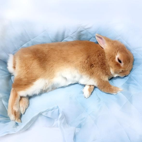 f:id:chipmunksmau:20191211125203j:plain f:id:chipmunksmau:20191211125203j:plain