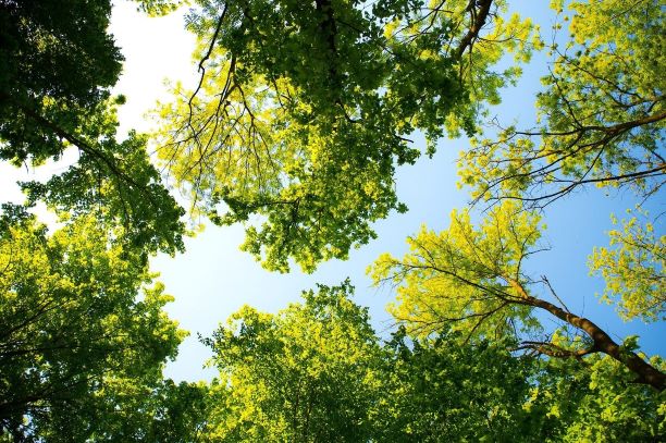 f:id:chipmunksmau:20200524094402j:plain f:id:chipmunksmau:20200524094402j:plain