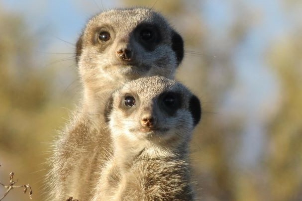 f:id:chipmunksmau:20200727162141j:plain f:id:chipmunksmau:20200727162141j:plain