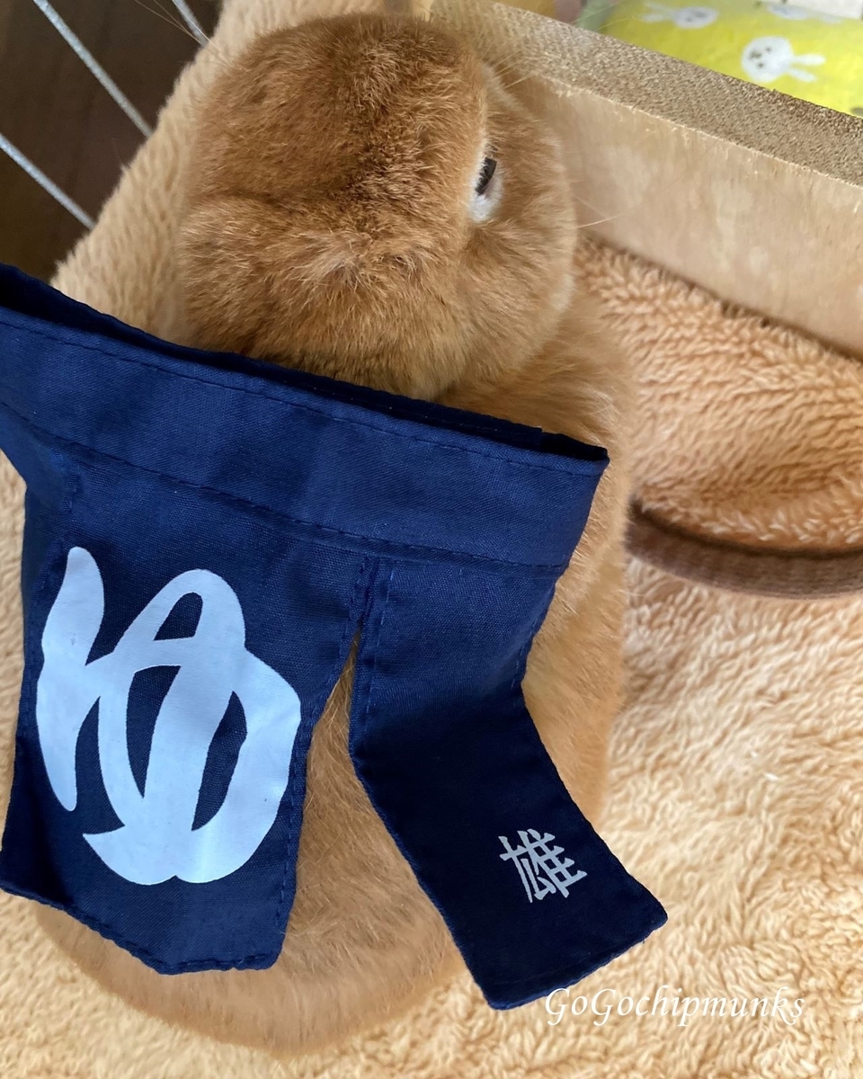 f:id:chipmunksmau:20201111115212j:plain f:id:chipmunksmau:20201111115212j:plain