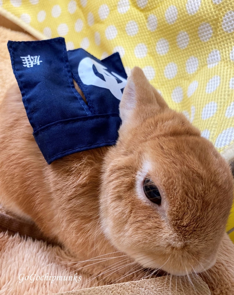 f:id:chipmunksmau:20201111115244j:plain f:id:chipmunksmau:20201111115244j:plain