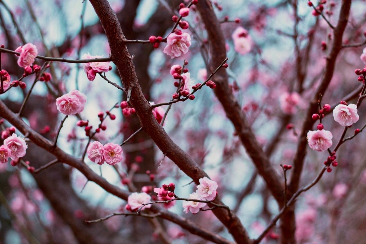 f:id:chipmunksmau:20201111122333j:plain f:id:chipmunksmau:20201111122333j:plain